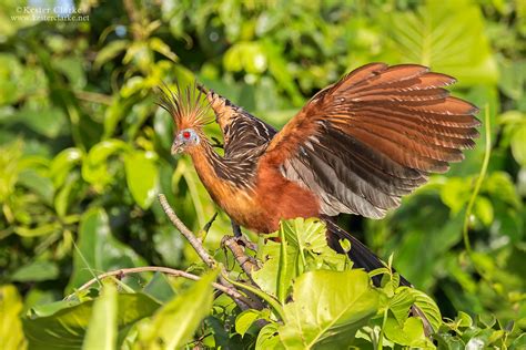 Hoatzin - Kester Clarke Wildlife Photography