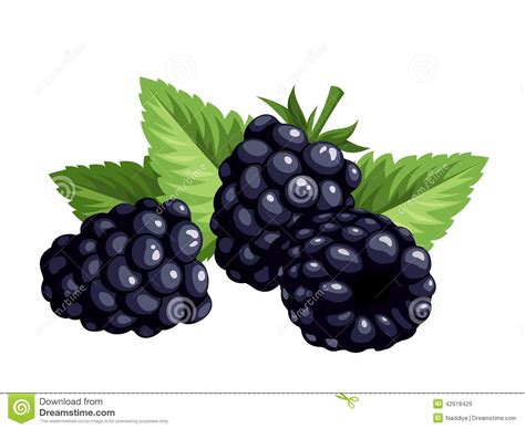 Black berries clipart - Clipground