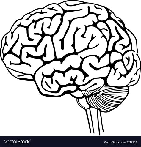 Brain outline Royalty Free Vector Image - VectorStock