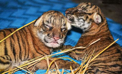 Two Royal Bengal Tiger Cubs Born In Assam Zoo. See Pics