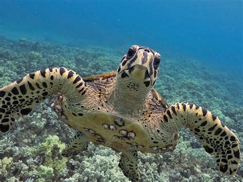 Hawksbill Sea Turtles Are Truly Hawaiʻi Locals | NOAA Fisheries