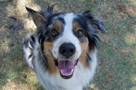 Australian shepherd: Dog breed characteristics & care