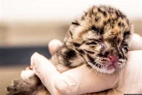 National Zoo's Clouded Leopard Babies: Two Cubs Born At Smithsonian ...