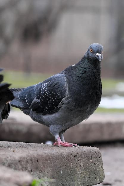 Premium Photo | City pigeons closeup