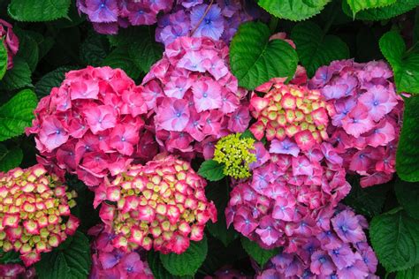 Hydrangeas: Varied, colourful and lovingly tended to by the wizard of ...