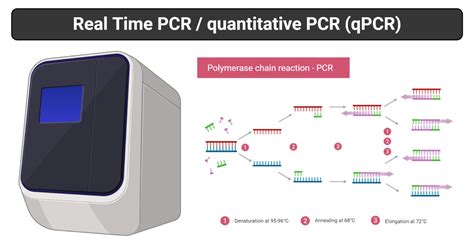 Real-Time PCR: Principle, Process, Markers, Uses