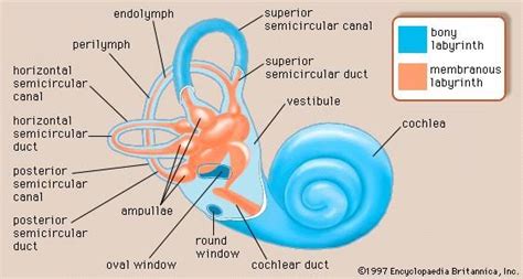 Bony labyrinth | BCHS | Migraine treatment, Inner ear, Vertigo