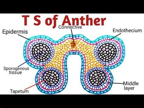 Structure of Anther & T.S of Anther | Reproduction in Lower & Higher ...