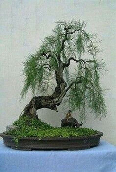 Lovely Bonsai Trees Gardening Ideas For Your Backyard | Bonsai tree ...