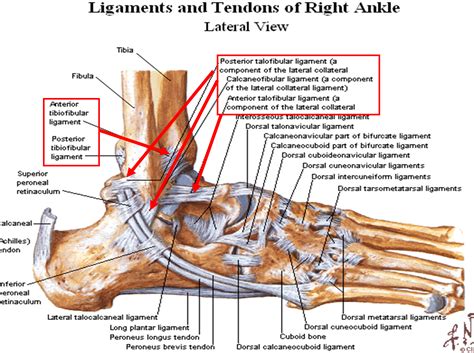 Ankle Ligaments And Tendons | Anatomy Picture Reference and Health News