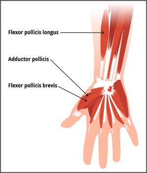 Flexor Pollicis Brevis - Physiopedia