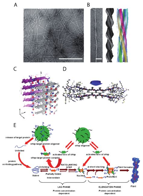 The structure of an amyloid fibril. (A) Amyloid fibrils formed by a ...