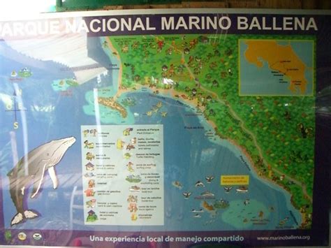 Explore the wonders of Ballena National Marine Park - Javi's Travel ...