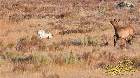 Wolf hunting elk at Swan Flats in Yellowstone National Park | The Hole ...