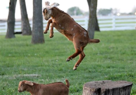 goat-jumping :: Ark Country Store