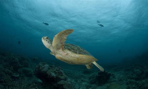 Green Turtle | Sea Turtles | Species | WWF