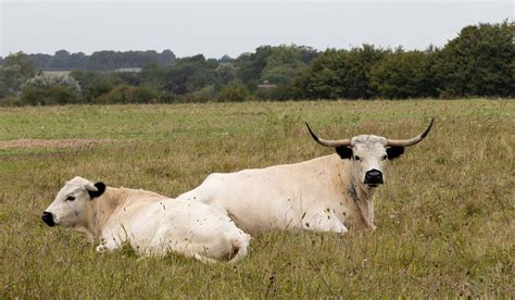 Rare Cattle Breeds - Farmhouse Guide