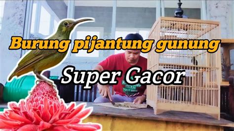 Tips Cara Merawat Burung Pijantung Gunung Agar Cepet Gacor #burunggacor ...