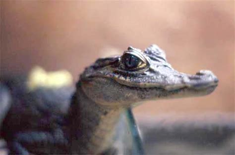 Amazon Animals reptiles - spectacled caiman photo