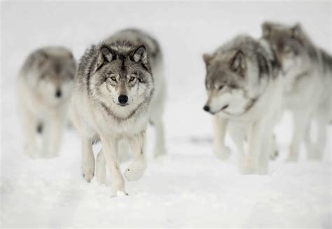 Really Cool Pictures Of Wolves