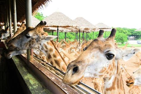 Safari World near Bangkok is a zoo for those who don't like zoos… Of ...