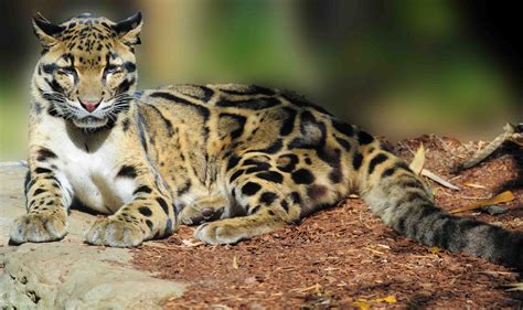 Clouded leopard Photography • Image Album