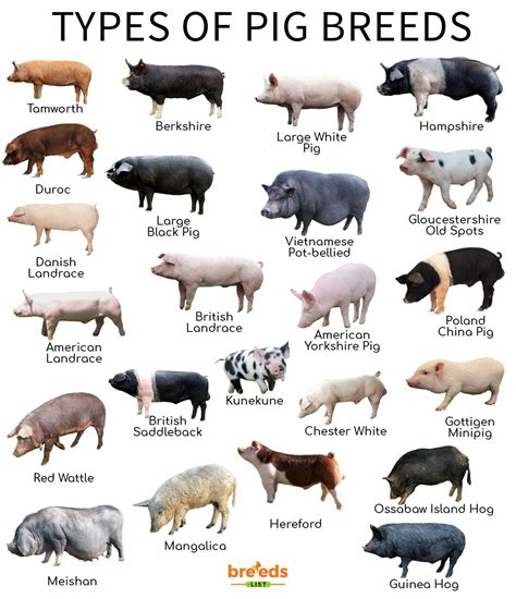 Different Types Of Pigs