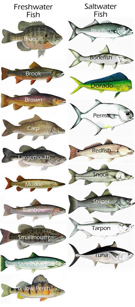 gamefish - Google Search Fresh & Saltwater … | Pinteres…