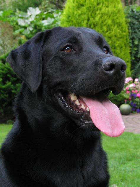 #Labrador smiles #LabradorRetriever | Black labrador retriever, Black ...