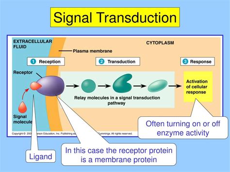 Signal Transduction Proteins