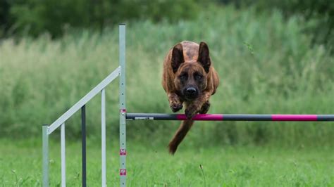 Dutch shepherd Inuk- Agility September 2018 - YouTube