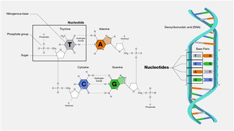 Structure Of Dna Nucleotide Bases