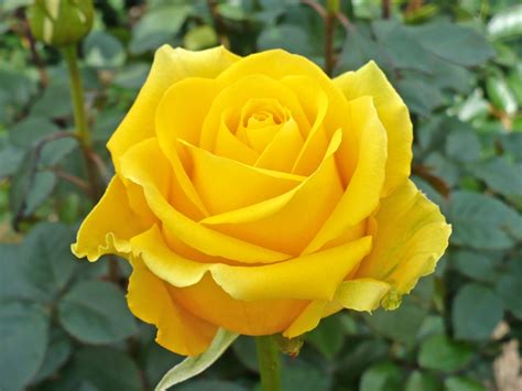 Yellow Farm Choice Roses