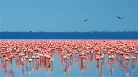 Lake Nakuru pink flamingos