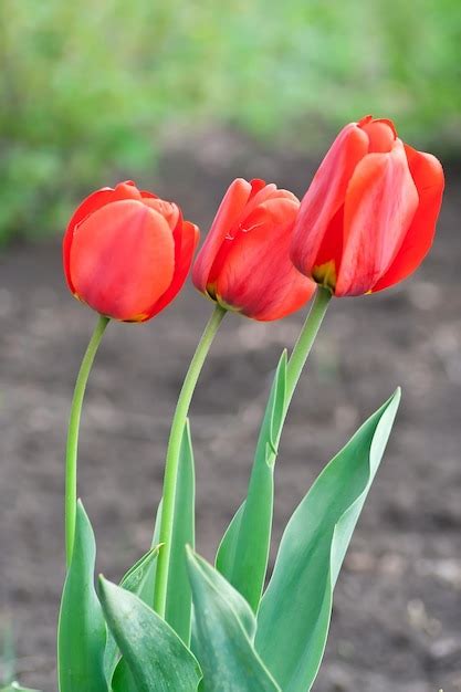 Premium Photo | Red tulips