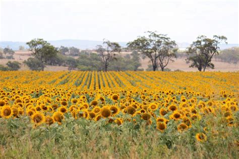 How to find the sunflower fields near Brisbane - Our Coast Life