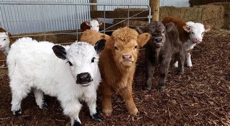 If You Ever Feel Sad, These 50 Highland Cattle Calves Will Make You ...