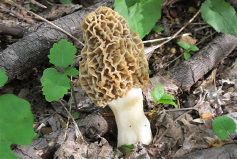 Poisonous Wild Mushrooms Identification