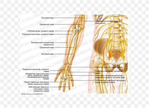 Nerve Forearm Elbow Anatomy, PNG, 600x600px, Watercolor, Cartoon ...