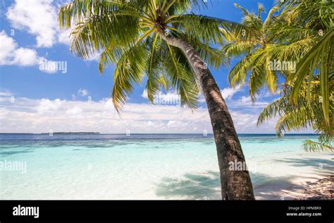 Maldives Palm Trees Stock Photo - Alamy