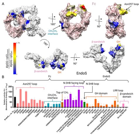 Alanine scanning mutagenesis of the EndoS-Fc interface. A Structure of ...