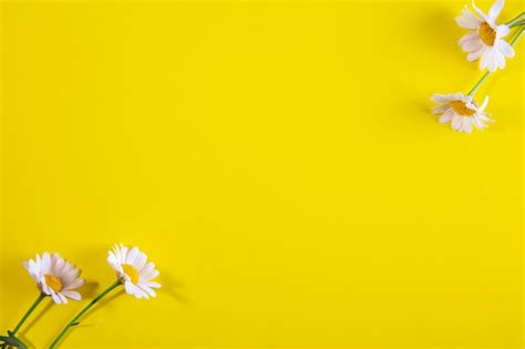 Free Photo | Top view copy space chamomile on a yellow background