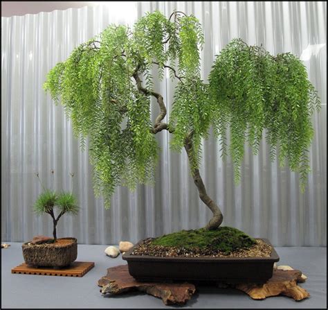 Buy Live Dwarf Australian Weeping Willow Bonsai Tree - Fast Growing ...