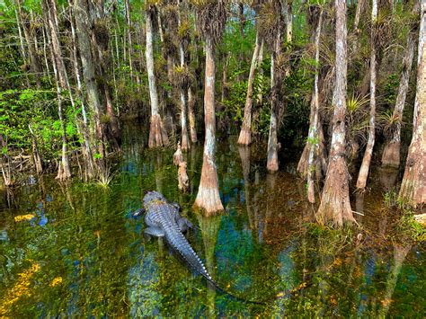 The Five Habitats of Big Cypress National Preserve | WildLandscapes ...