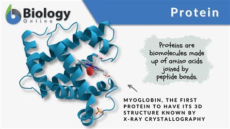 Protein - Definition and Examples - Biology Online Dictionary