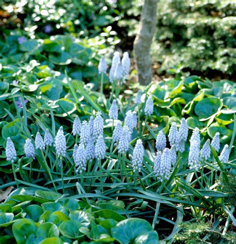 How to Plant and Grow Grape Hyacinth