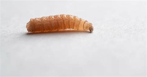 Maggot Lifespan: How Long Do Maggots Live? - A-Z Animals