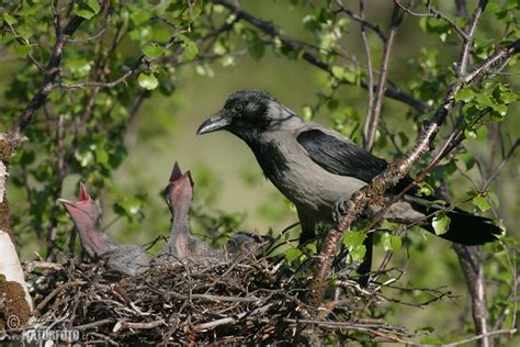 Hooded Crow Photos, Hooded Crow Images, Nature Wildlife Pictures ...