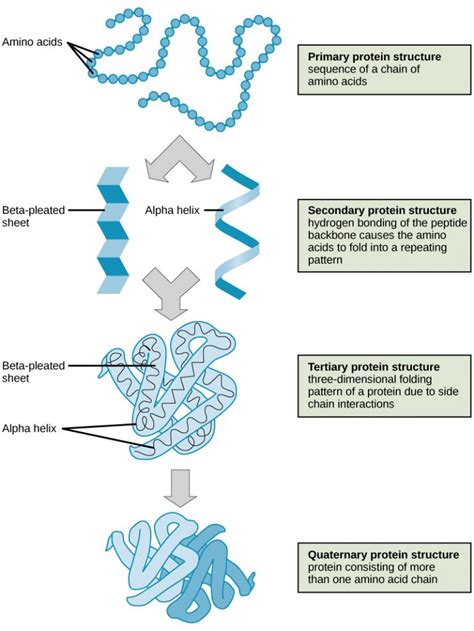 4.1 Biological Molecules – Human Biology