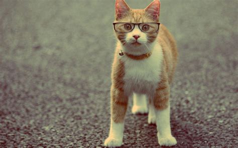 Download Funny Cat Wearing Glasses Wallpaper | Wallpapers.com